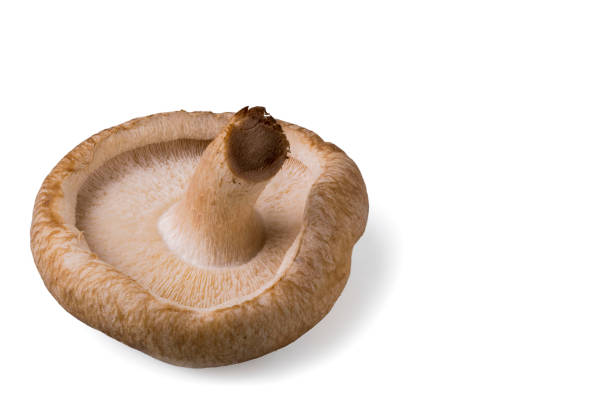 Macro view of shiitake mushroom isolated on white background.