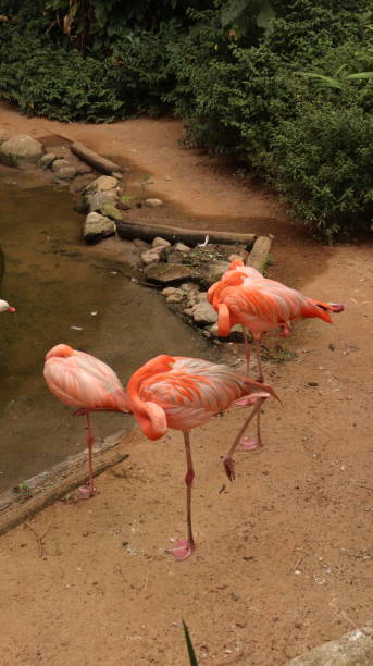 istock Flamingos at Brazil. 1385513185