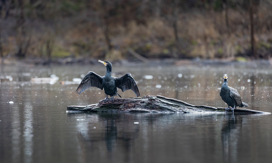 On a winter day, two cormorants sitting on a rock in the middle of lake Bärensee, Stuttgart. One cormorant with wings spread wide open, blurred background