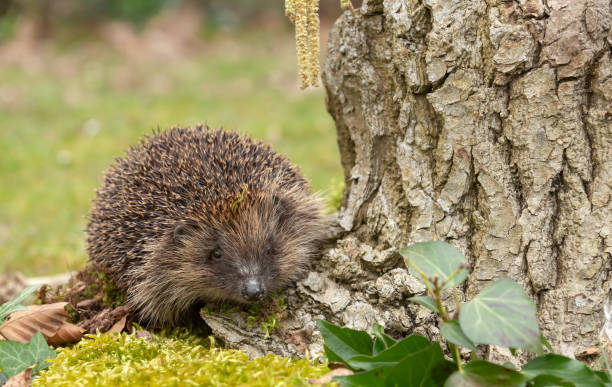 Hedgehog, Scientific name: Erinaceus Europaeus.  Close up of a wild, native, European hedgehog in natural woodland habitat in early Spring time.  Head raised and looking to the  front. stock photo