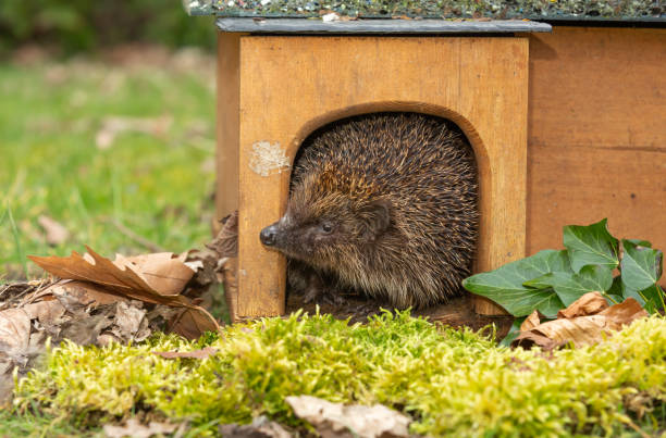 Hedgehog, Scientific name: Erinaceus Europaeus.  Close up of a wild, native, European hedgehog emerging from a hedgehog house in early Spring.  Head raised and looking to the  left. stock photo