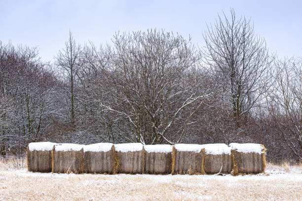 istock Straw bales in the winter field 1385518185