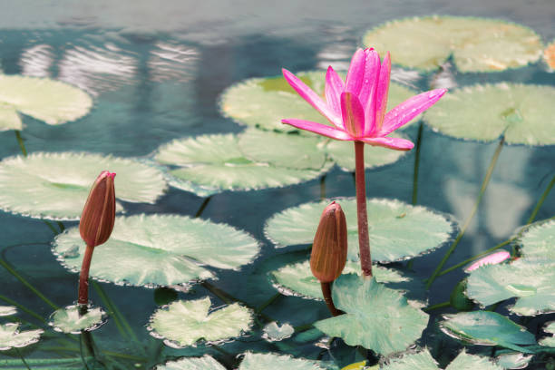 Beautiful lotus on the water