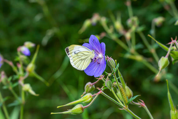 Beautiful butterfly on blue flower