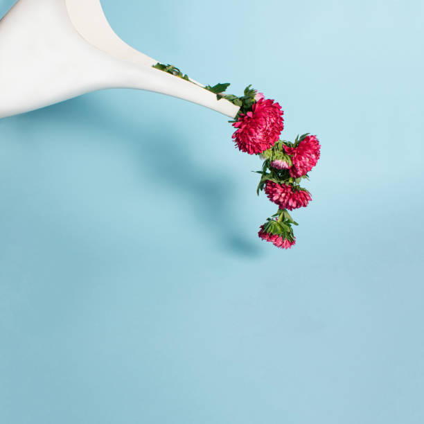 Vibrant pink fresh blooming flower drains from watering can on bright blue background with copy space. Minimal spring or summer blossom or waking up nature concept. Creative floral source.