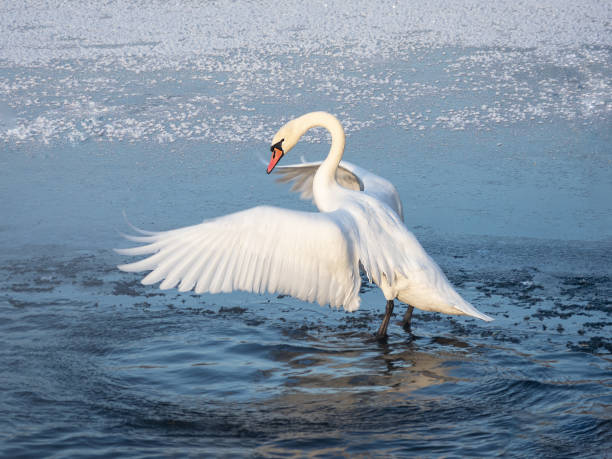 istock Large white swan actively flaps its wings while standing in the water in spring. 1385520140