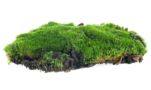 istock Green moss isolated on a white background. Forest moss. 1385521570