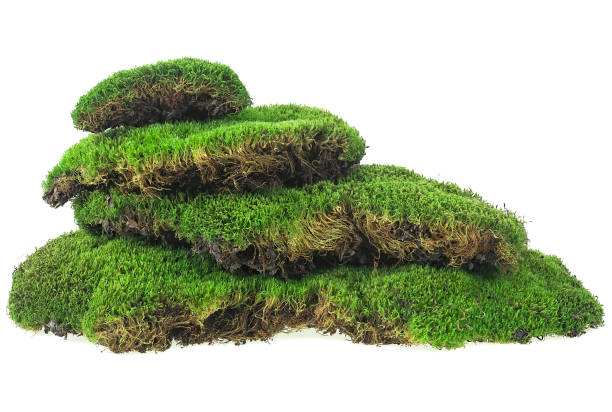 istock Wet green mossy hill isolated on a white background. Green forest moss with grass. 1385521571