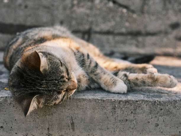 istock portrait of a cute cat 1385523188