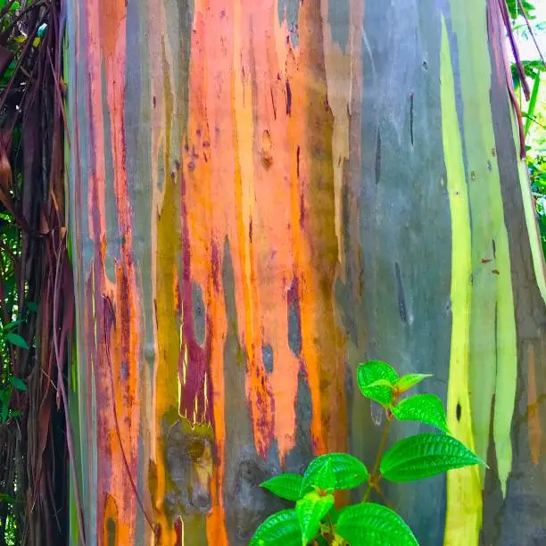 Mindanao or Rainbow Eucalyptus Tree