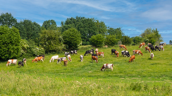 Cows on a pasture in northern Germany