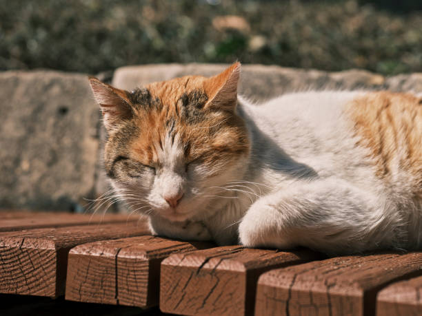istock portrait of a cute cat 1385524157