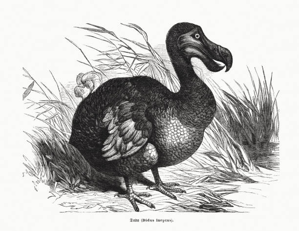 ilustraciones, imágenes clip art, dibujos animados e iconos de stock de dodo, ave extinta no voladora en mauricio, grabado en madera, publicado en 1870 - flightless