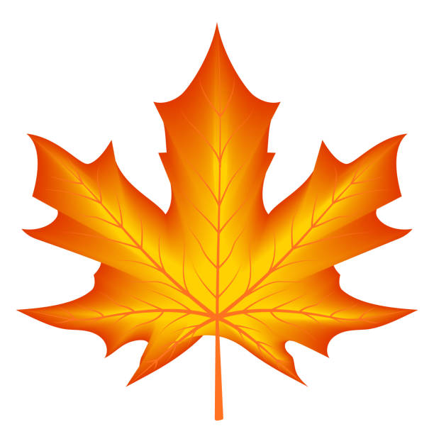 ilustrações, clipart, desenhos animados e ícones de folha de bordo da temporada de outono amarelo vermelho - canadian flag canada flag maple leaf