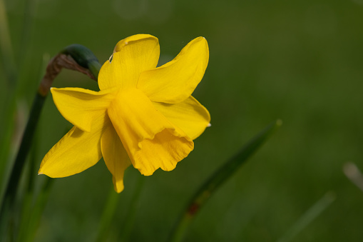 Close up of a daffodil  (narcissus) flower in bloom