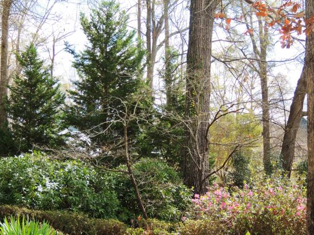 istock Woodland landscape scene 1385530237