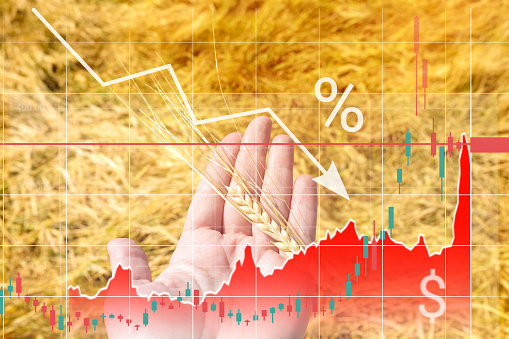 Wheat in farmer hand, graphs of falling production and rising grain prices. Increase in price of wheat seedson graph. Concept of reduction of production, shortage of grain crops. Exchange quotes