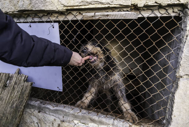 Dog locked in cage