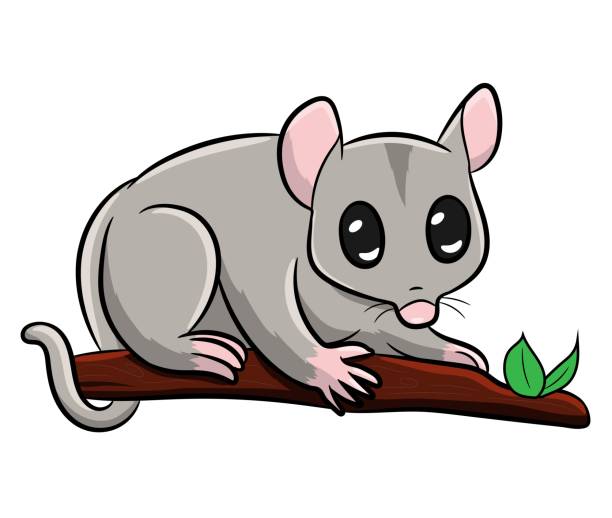 ilustraciones, imágenes clip art, dibujos animados e iconos de stock de lindo tasmaniano zarigüeya difusa personaje de dibujos animados gris - marsupial
