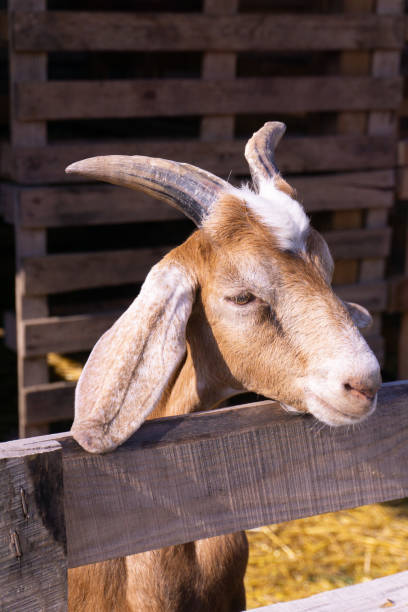 istock Red goat portrait in a paddock on a farm 1385532401