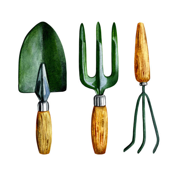 illustrations, cliparts, dessins animés et icônes de outils de jardin. outils de floriculture, spatule, fourche et râteau. objet isolé sur fond blanc. - trowel shovel gardening equipment isolated