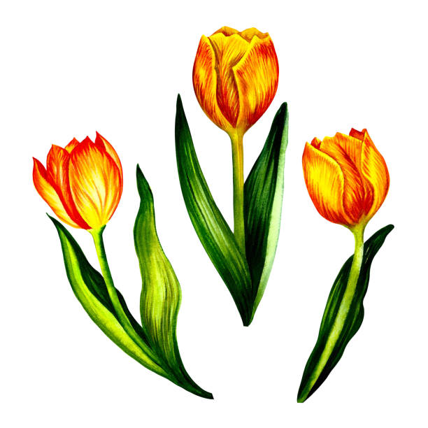 istock Three yellow tulip flowers. Isolate on white background. Watercolor illustration. 1385532618