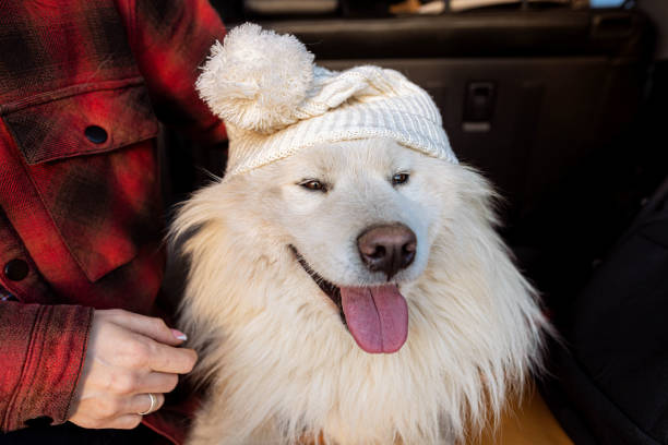 One woman making funny faces to her pet friend while watching the sunset on their short trip with the car