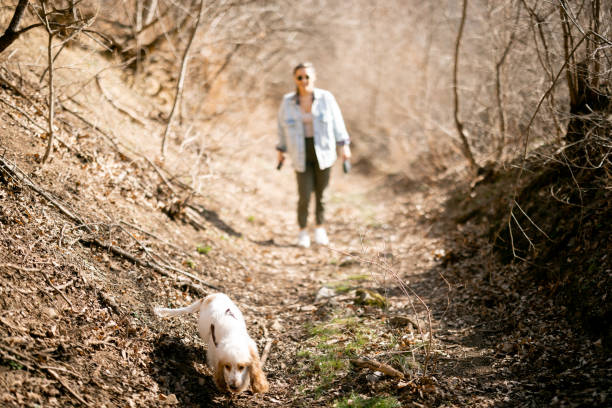 English setter dog running in the mountain forest