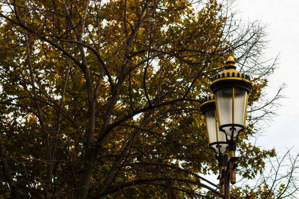 istock Autumn in a park. Autumn scenery with brown leaves 1385534067