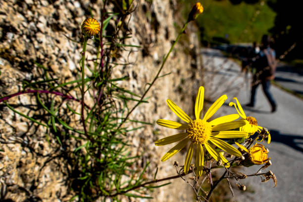 close up of flower with yellow petals in Bosco di Tretto Schio Vicenza Veneto Italy
