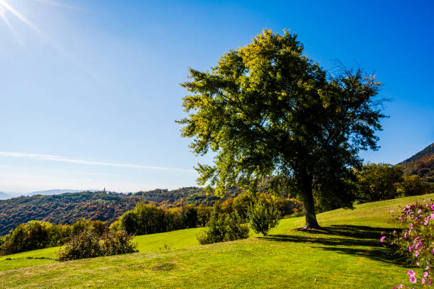 2021 10 24 bosco do tretto albero e prato - agriculture tree rural scene nature foto e immagini stock