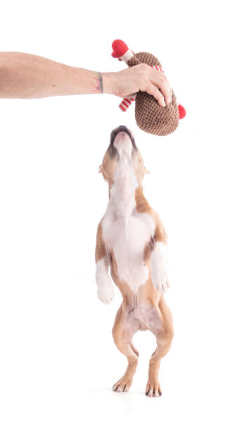 istock 3 month old American Staffordshire Terrier  playing 1385536822