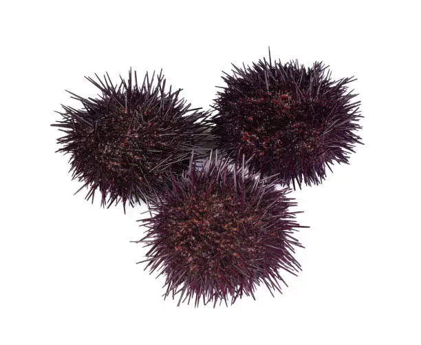 fresh sea urchins with half open sea urchin on white background