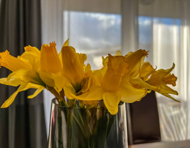 istock A yellow house plant in a vase. 1385538210