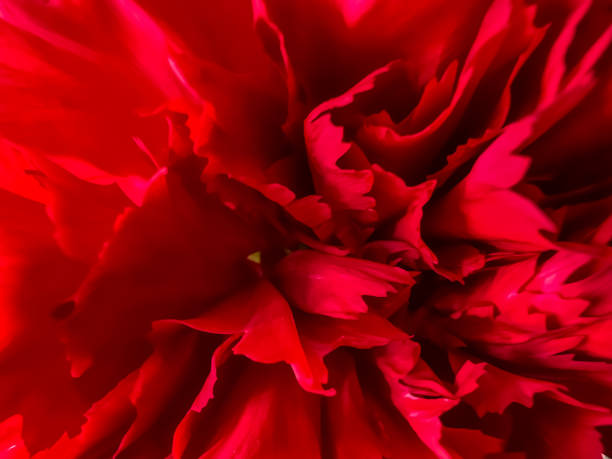 istock A macro image of a red flower. 1385538881