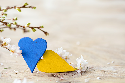 Two wooden hearts painted in the colors of the Ukraine flag blue and yellow, and blooming winter cherry branch on a bright rustic wooden table, symbol for affection, solidarity, hope and peace for the country, copy space, selected focus