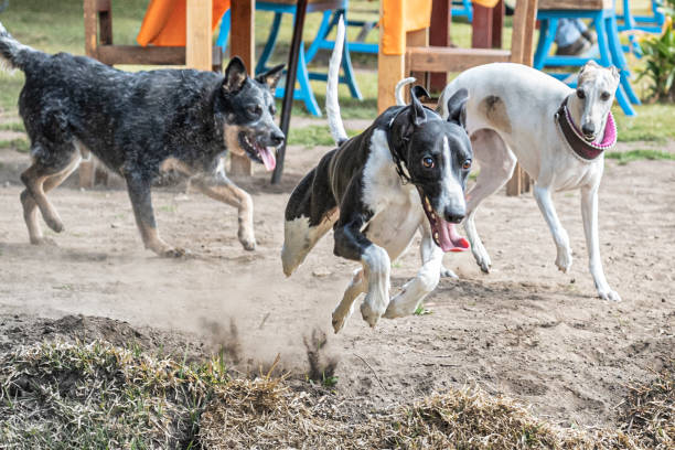 Escaping jump made by this agile greyhound dog breed