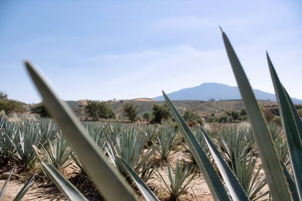 istock Agave field for Tequila production, Jalisco, Mexico 1385543090