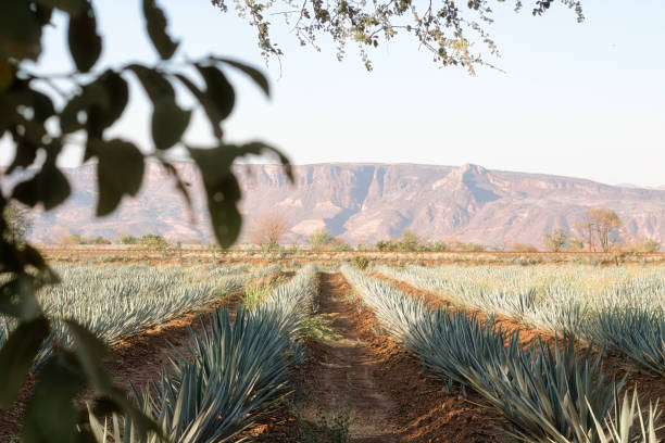 istock Agave field for Tequila production, Jalisco, Mexico 1385543177