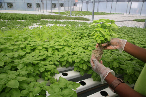 hydroponic vegetable gardening salvador, bahia, brazil - march 15, 2022: worker works harvesting vegetables in a plantation in the hydroponic system of an urban garden in the city of Salvador. aquaponics photos stock pictures, royalty-free photos & images