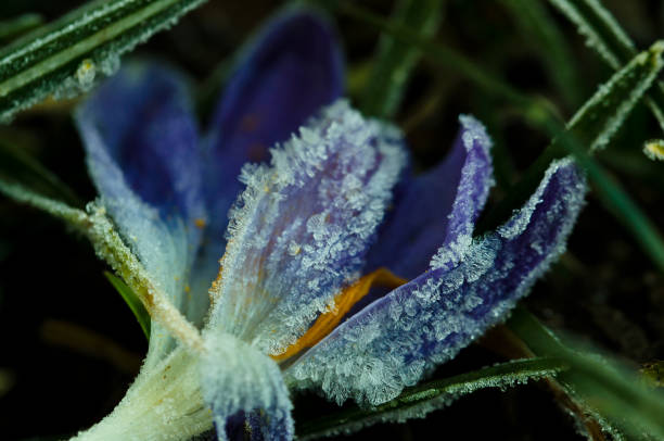 istock a violet crocus with frozen crystal on its leafs in spring 1385544118