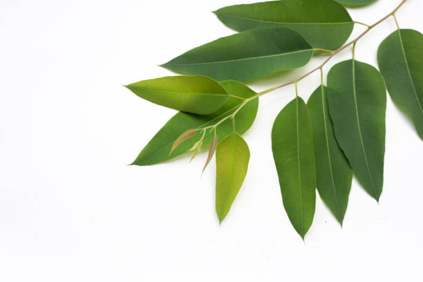 istock Eucalyptus leaves on white background. 1385559269