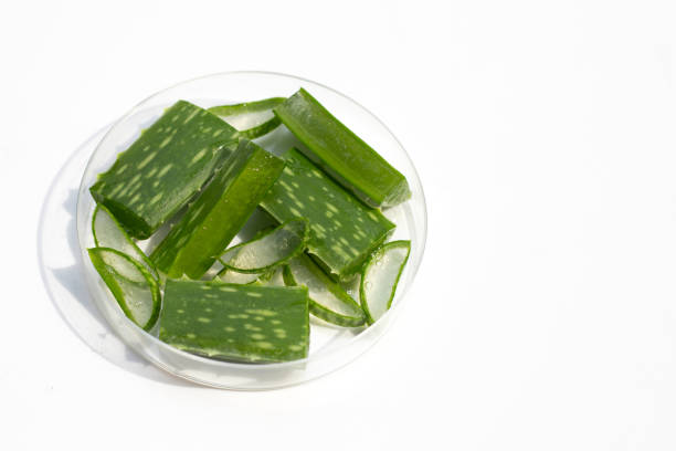istock Aloe vera in petri dish on white background. 1385559459