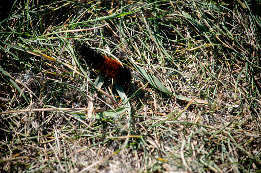 An isabella tiger moth caterpillar crawling over the autumn grass