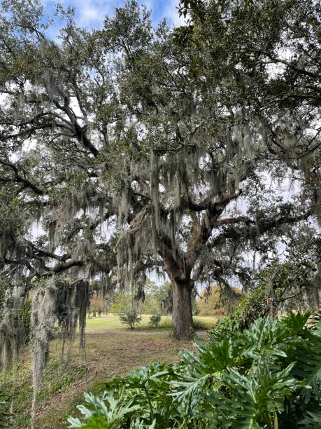 istock Spanish Moss in the tree, New Orleans 1385568326