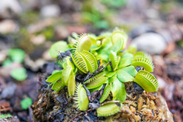 istock Venus flytrap Dionaea muscipula carnivorous plant close up 1385568915