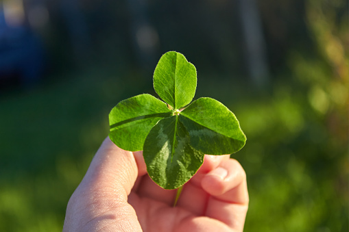 A woman holds a rare four-leaf clover in her hands. The concept of fortune and luck. Close-up view.