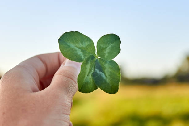 istock found symbol of good luck. 1385569540