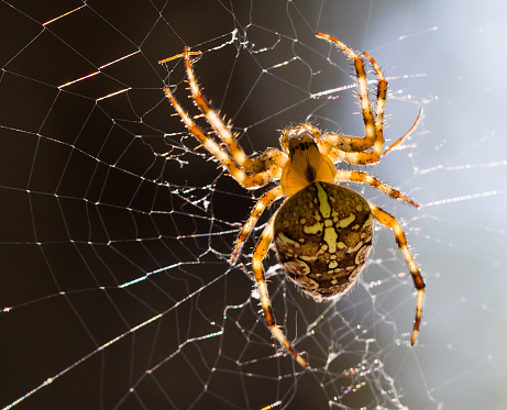 Close up macro of Araneus diadematus spider on a spider web with selective focus background