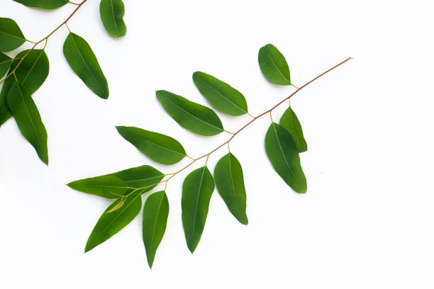 istock Eucalyptus leaves on white background. 1385570850